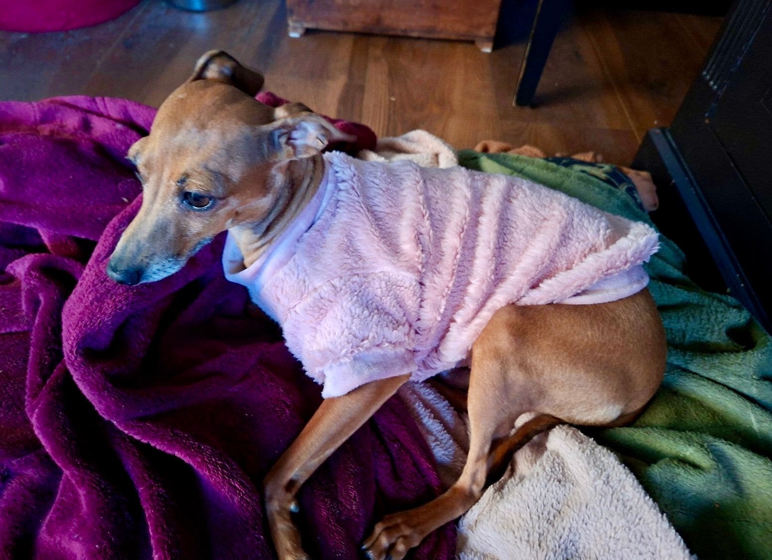 HANDMADE Hondentrui Xolo Italiaanse Windhond Pup Naakthond, Dieren en Toebehoren, Ophalen of Verzenden, Nieuw, Hondentrui