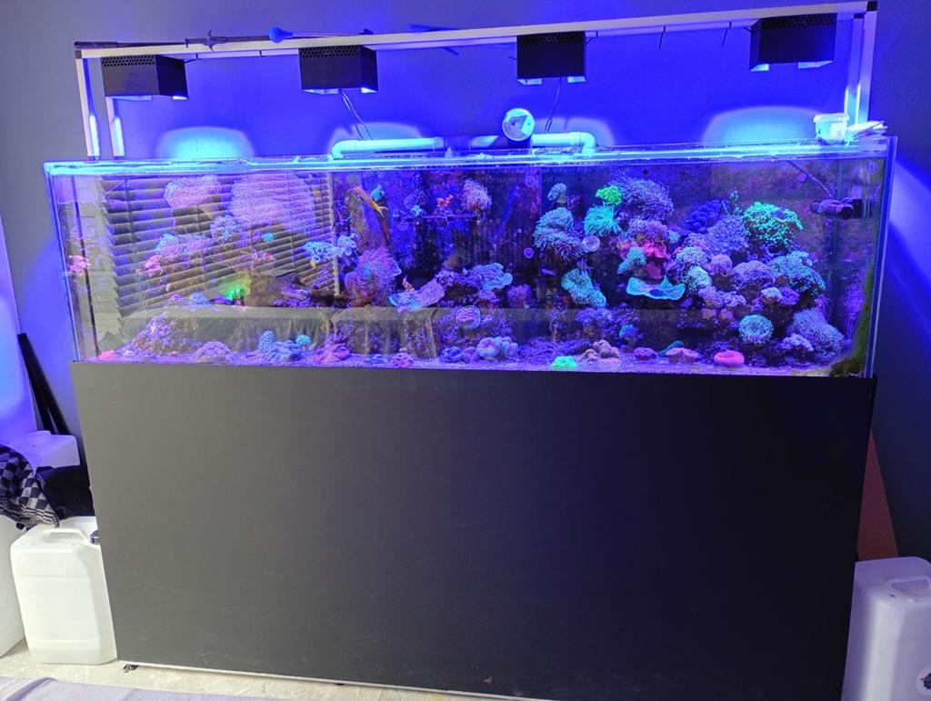 Compleet zeeaquarium 200cm, Ophalen, Inclusief vissen, Zo goed als nieuw, Gevuld zeewateraquarium