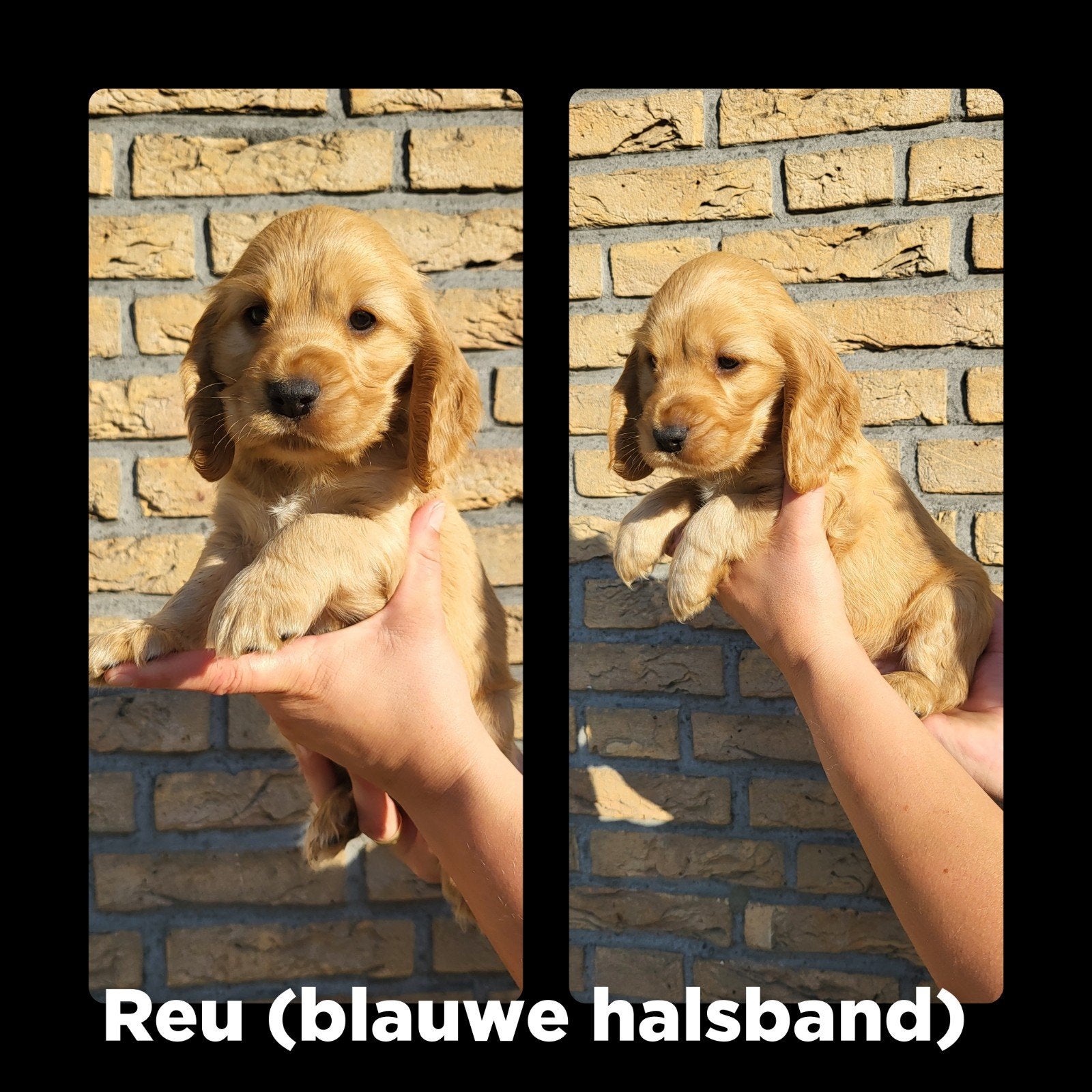 Mooie 6 engelse Cocker Spaniel pups, 8 tot 15 weken, Meerdere, Meerdere dieren, Spaniël