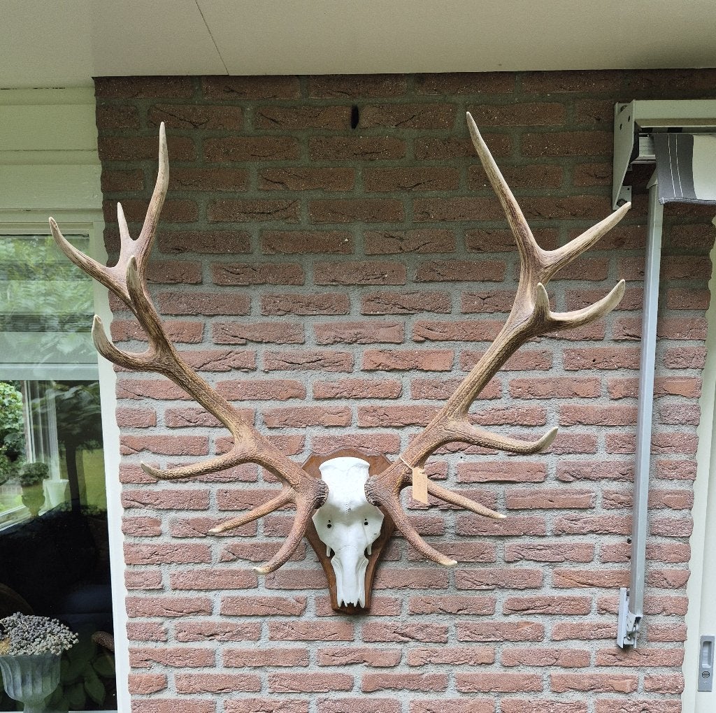 Groot echt edelhert gewei op kunstschedel Veluwe Jacht k39, Verzamelen, Dierenverzamelingen, Ophalen, Gebruikt, Hert, Gewei of Kop