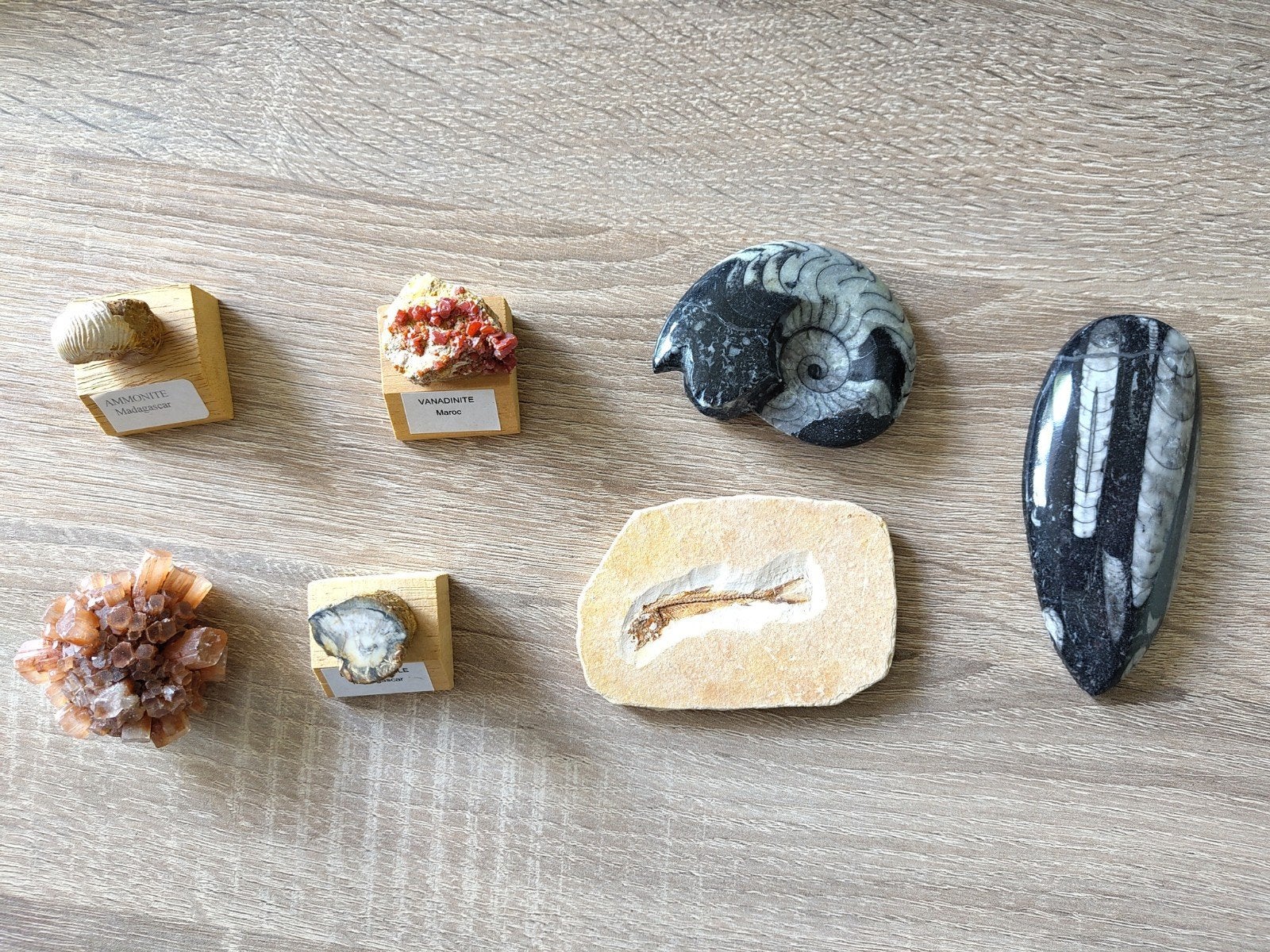Diverse fossielen en mineralen, Ophalen of Verzenden
