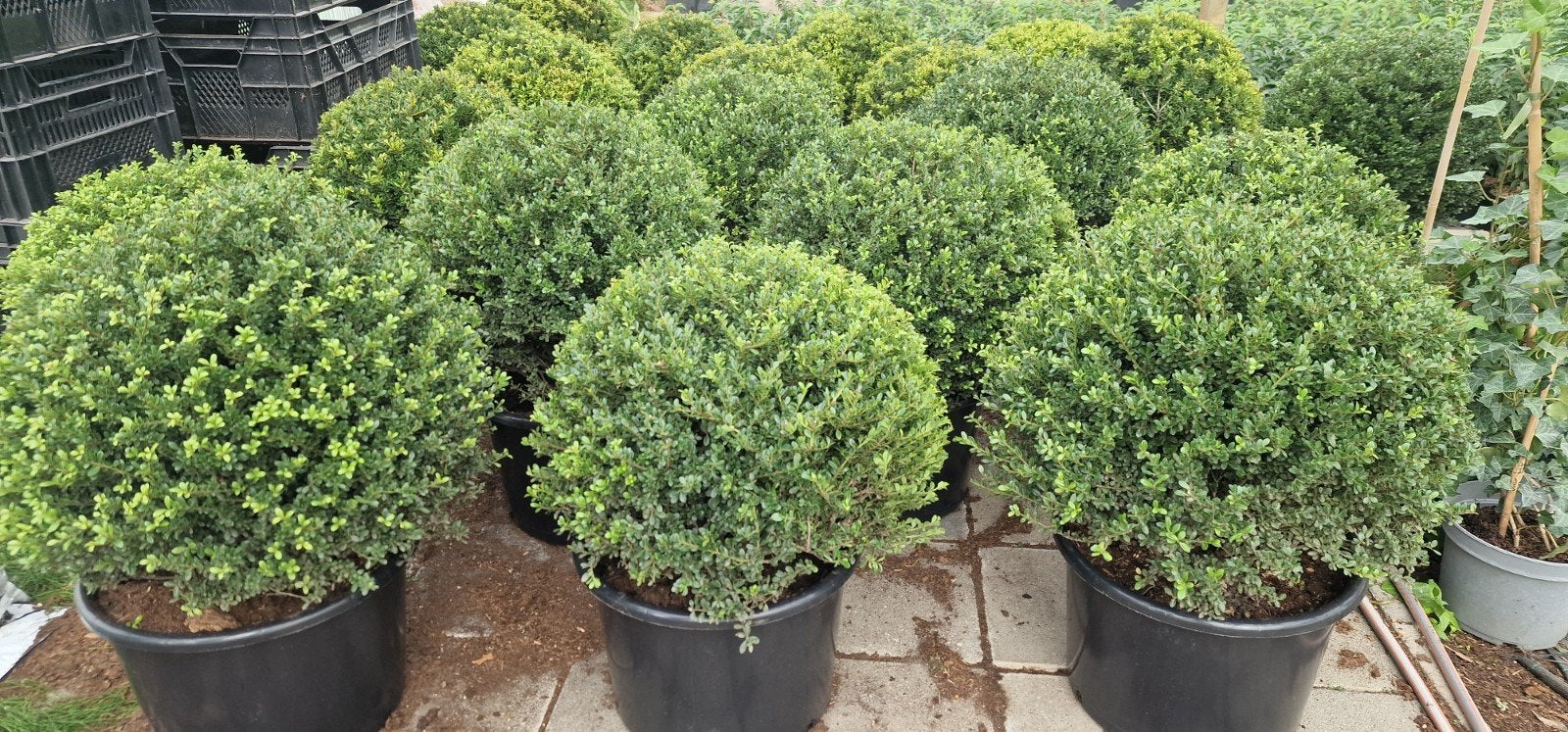 Mooie Ilex bollen: Microphylla en Green Glory, Tuin en Terras, Ophalen, Overige soorten, Halfschaduw