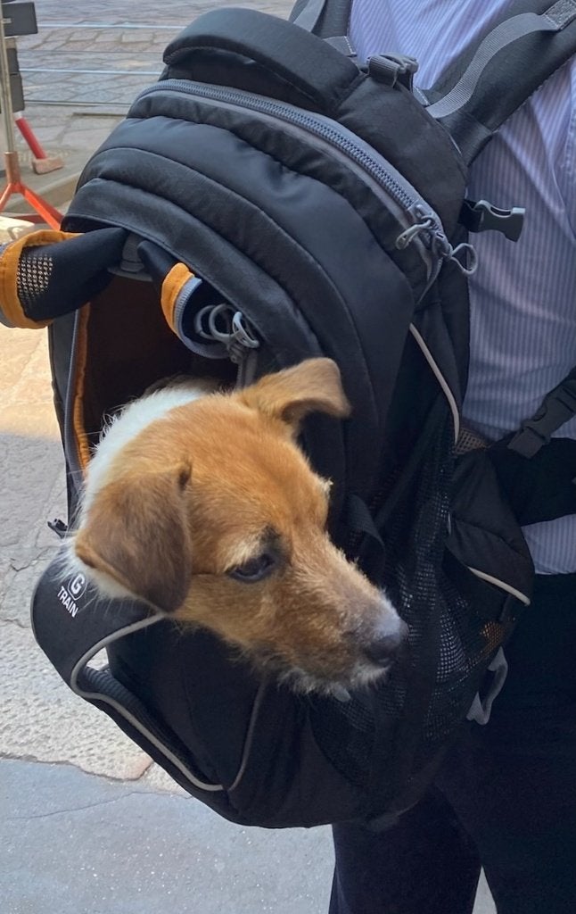 kurgo honden rugzak, Kurgo, Ophalen, Zo goed als nieuw, Draagtas/-zak