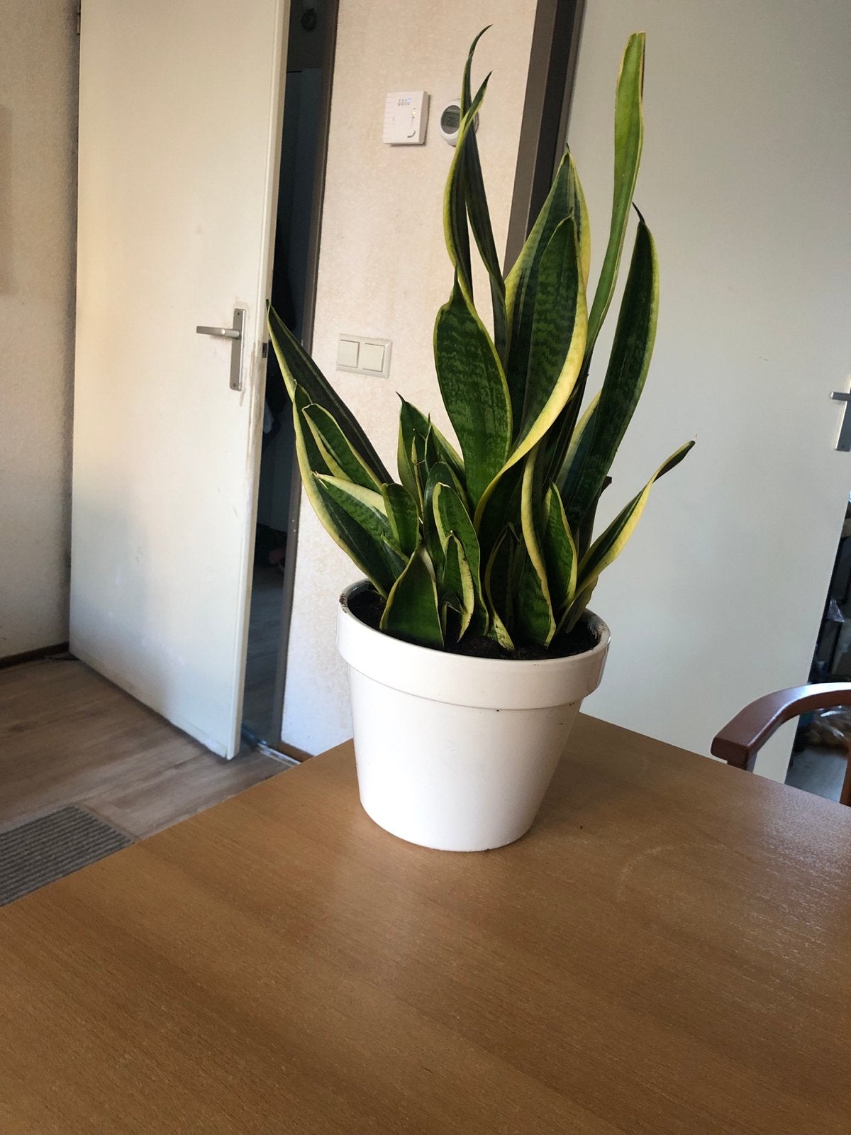 Sansevieria (Vrouwentong) zonder pot, Ophalen, Overige soorten, Halfschaduw, In pot