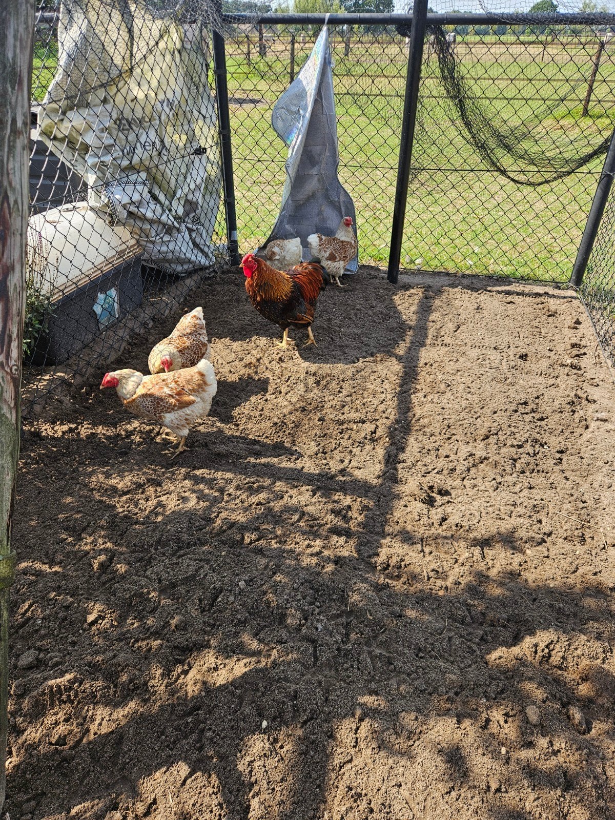 Wyandotte krielkippen vier hennen goud wit gezoomd en 1 haan, Meerdere dieren, Kip