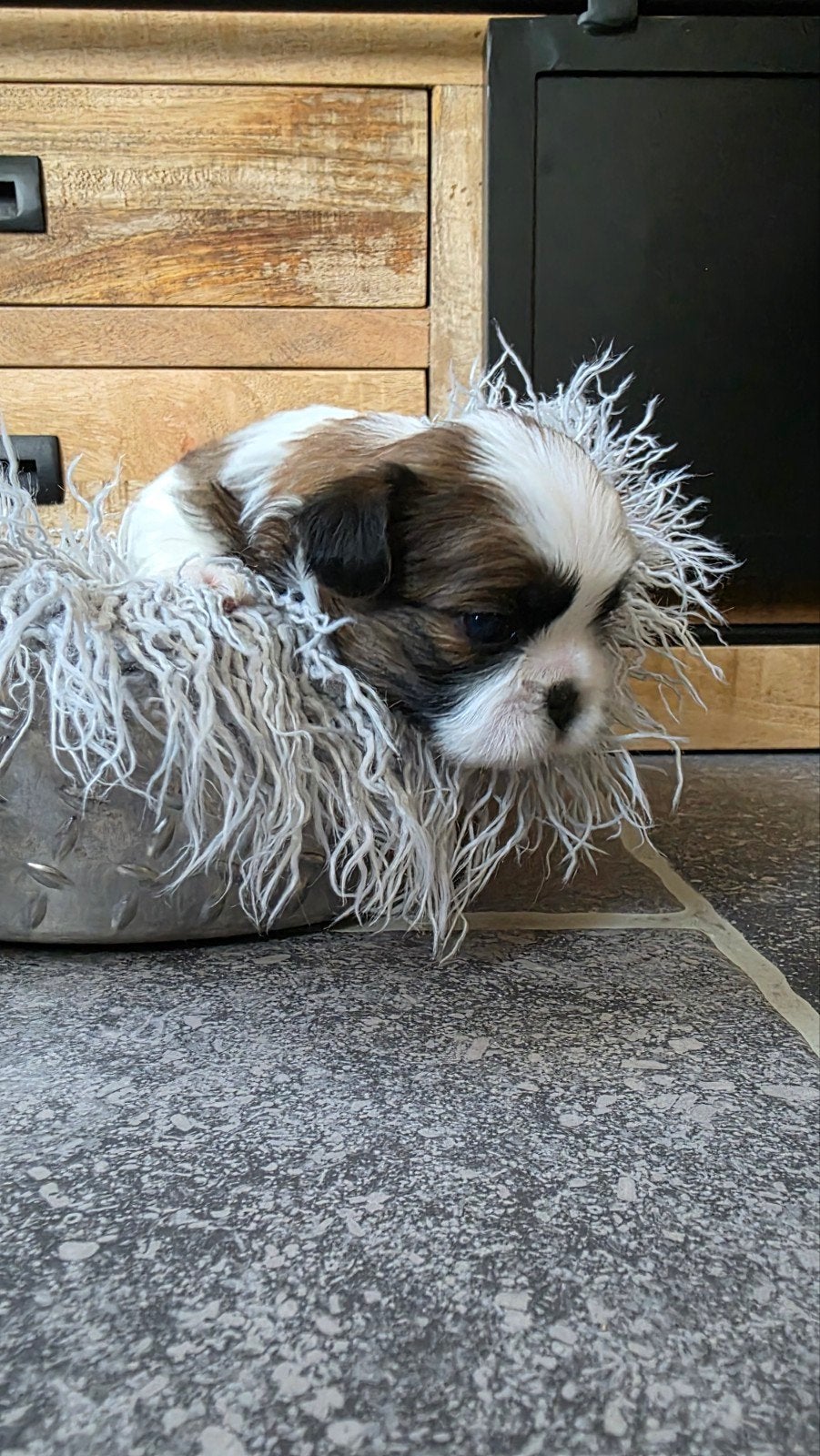 Nestje met prachtige Shih Tzu pups, Parvo, Overige rassen, 8 tot 15 weken, Meerdere