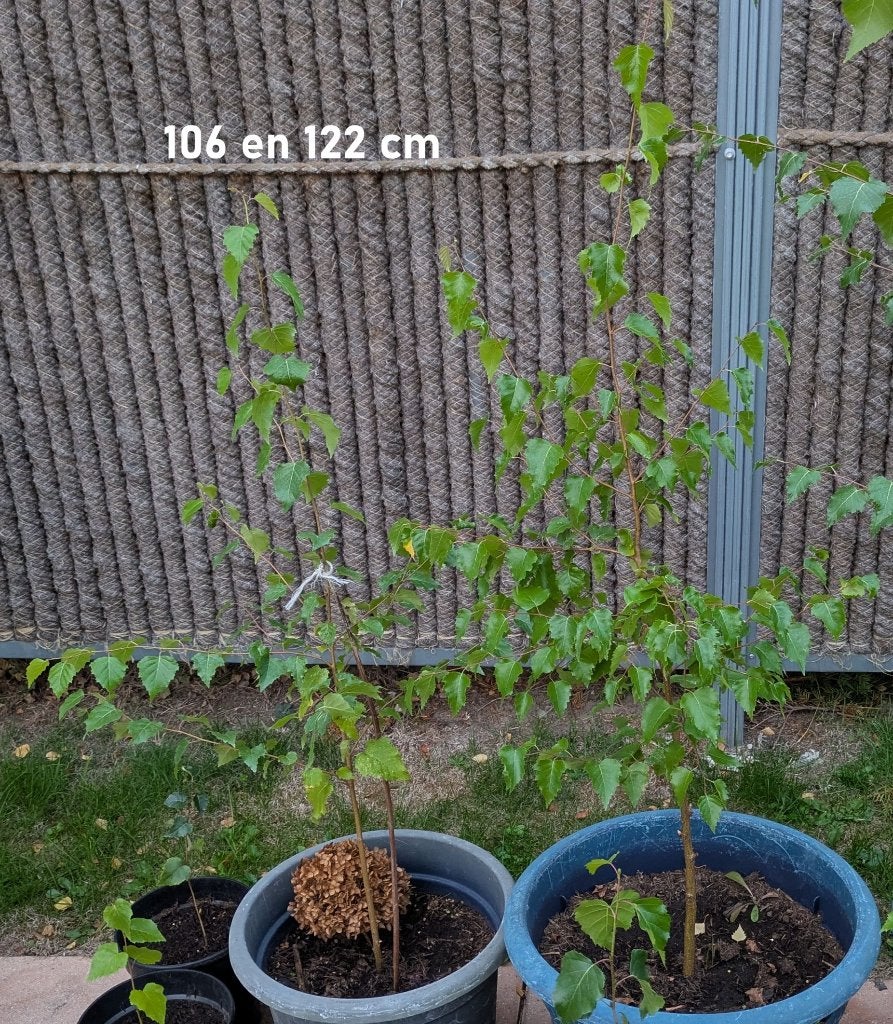 Witte Berkenboompjes 40-220cm, Tuin en Terras, Bloeit niet, Overige soorten, 100 tot 250 cm, Ophalen