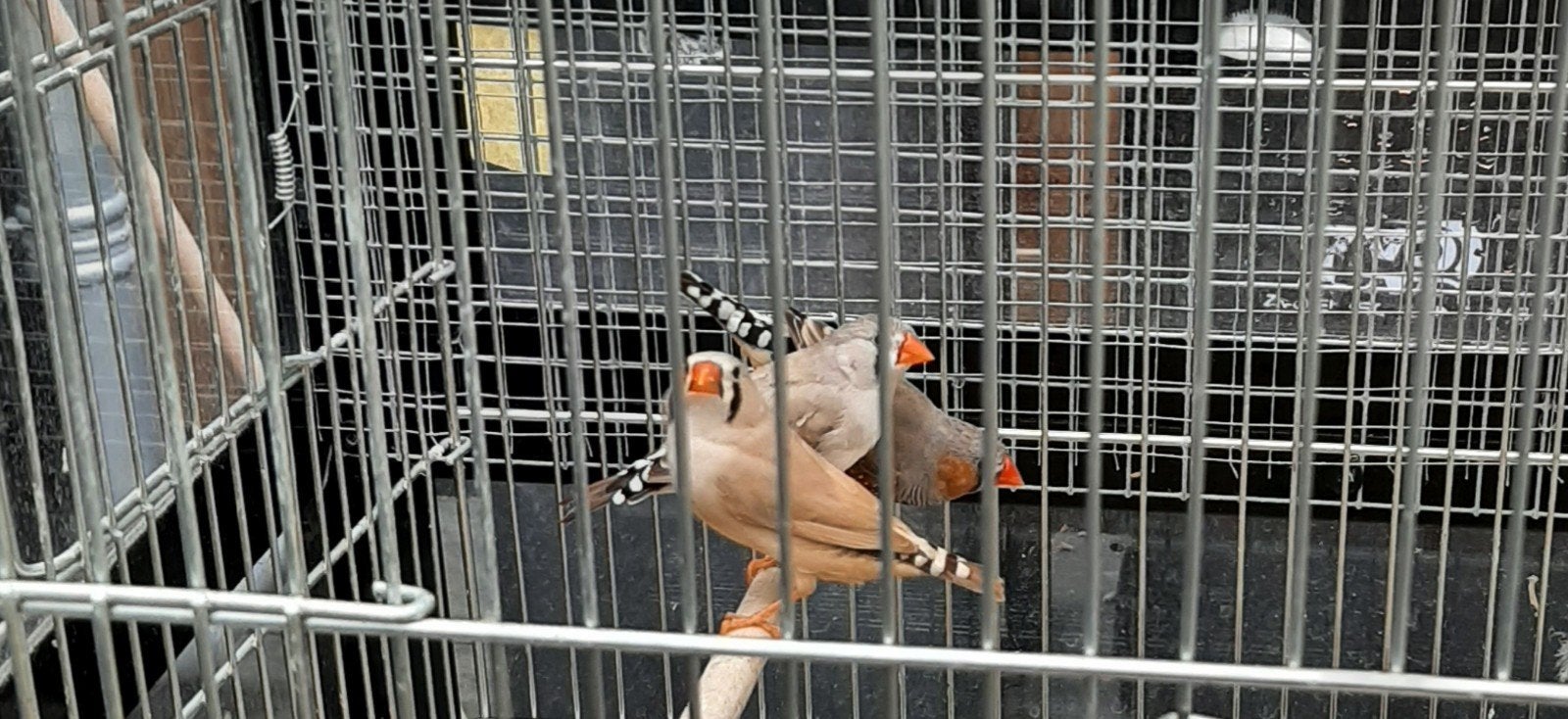 zebravinken, Ophalen, Overige typen