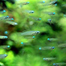 Hobbyaquarium  Afrikaans Blauwoogje Zondag 12.00 tot 17.00 u, Dieren en Toebehoren, Vissen | Aquariumvissen, Vis, Zoetwatervis