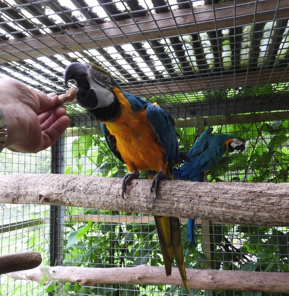 -LAATSTE KANS LAGER WORDT HET NIET- Koppel blauw/gele Ara's, Dieren en Toebehoren, Meerdere dieren, Papegaai