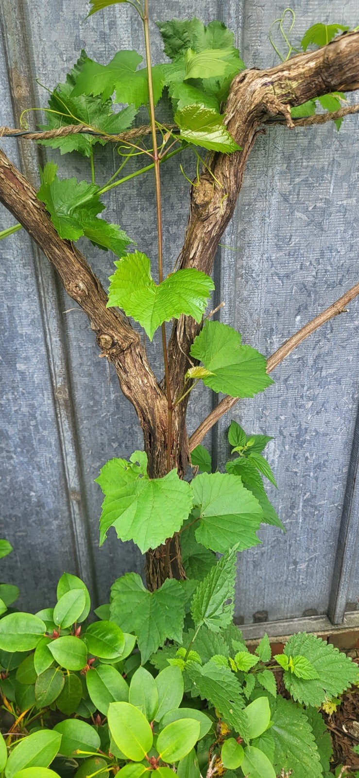 Oude witte druif op stam, Tuin en Terras, Planten | Fruitbomen, Ophalen, Lente