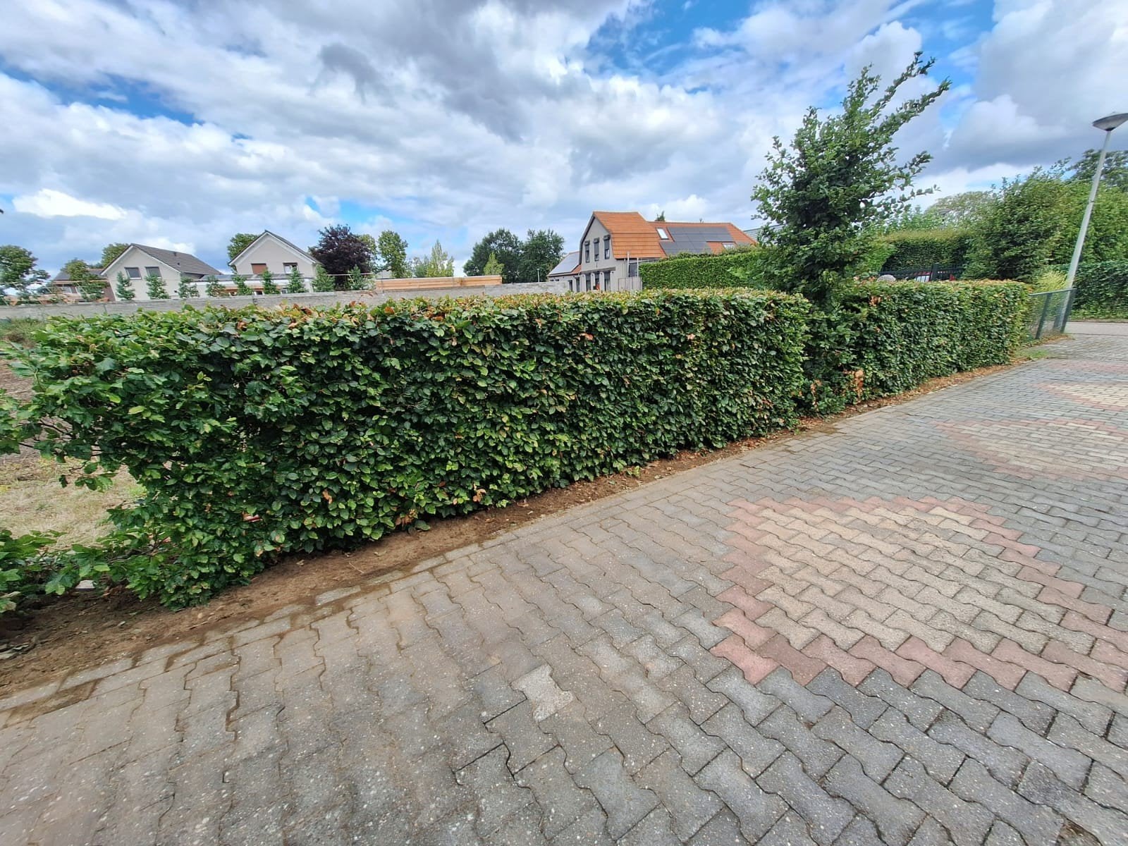 Gratis Beukenhaag, Ophalen of Verzenden, Beukenhaag, 100 tot 250 cm