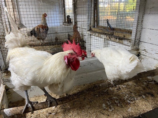 Te koop Trio Poul de Bresse, Dieren en Toebehoren, Meerdere dieren, Kip