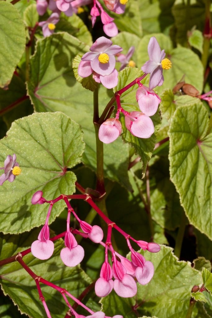 Winterharde Begonia Grandis, 6 stuks voor een tientje., Ophalen, Overige soorten, Volle zon