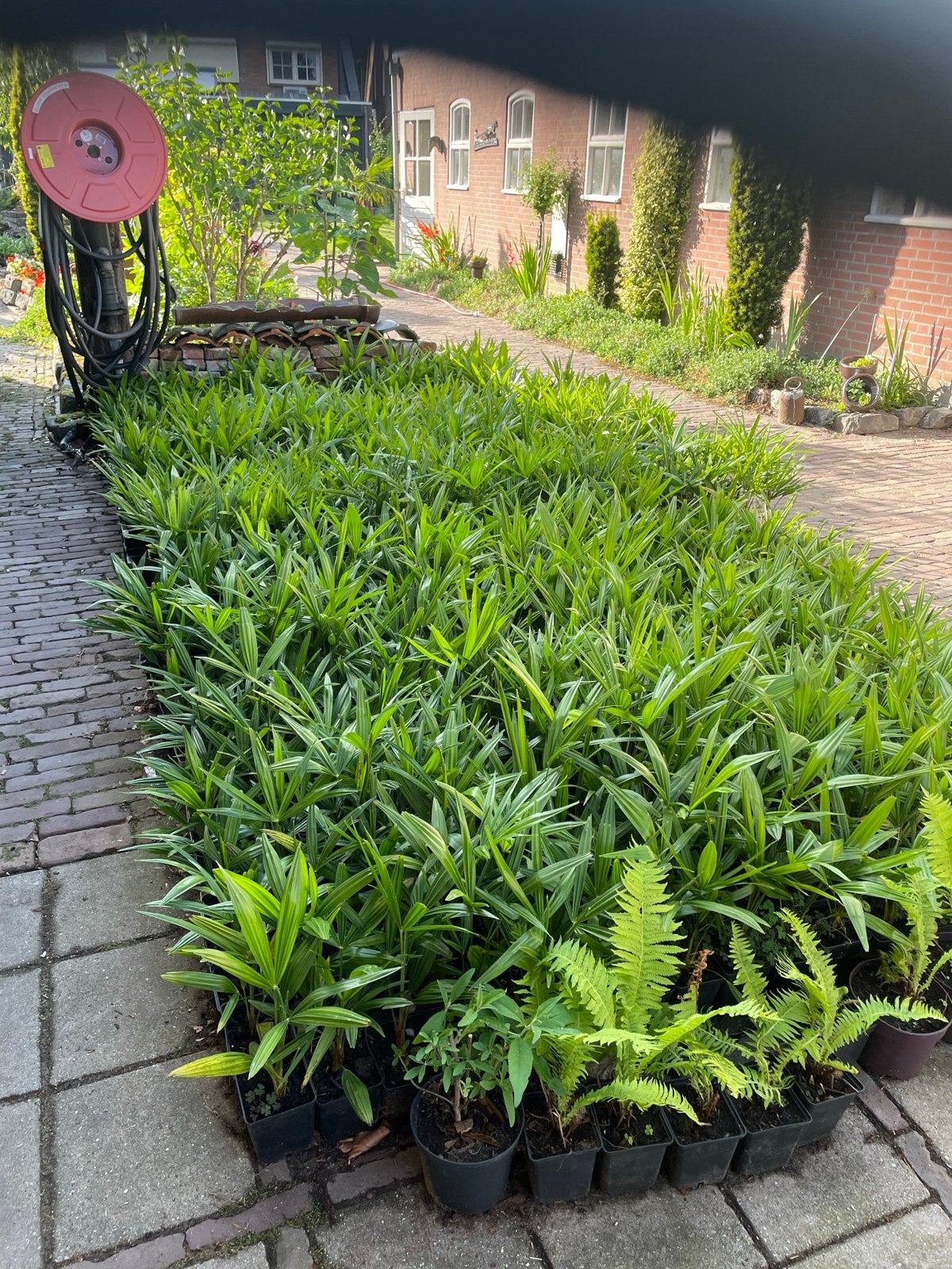 Palmboompjes Trachycarpus Fortunei - Diverse Maten goedkoop, Volle zon, Vaste plant, Bloeit niet, Ophalen