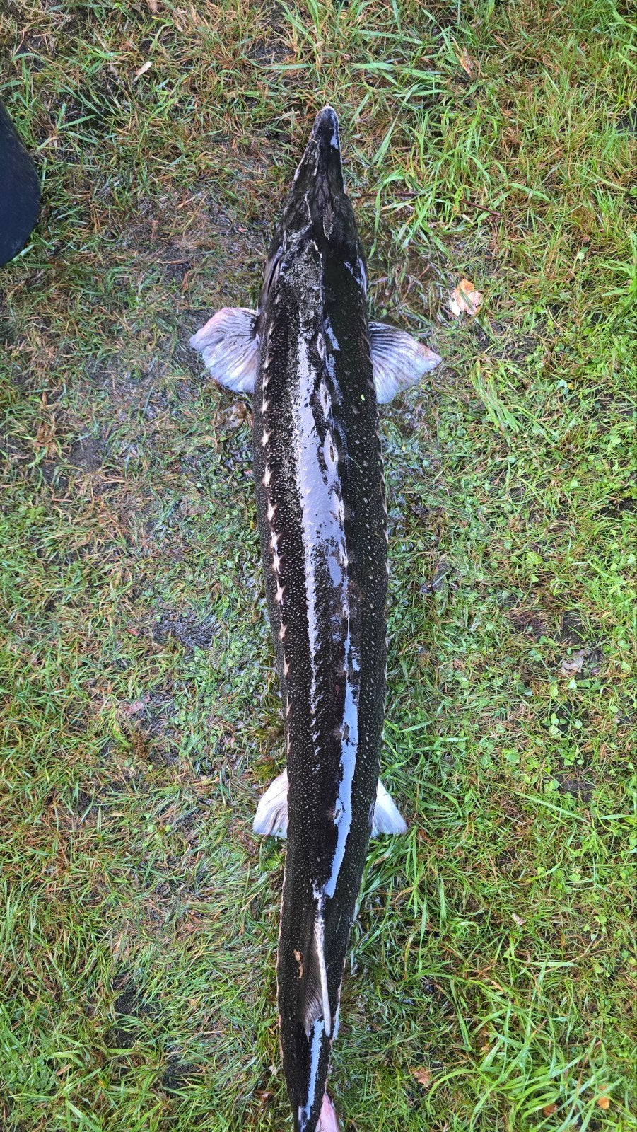 Ster steur (Acipenser stellatus), Dieren en Toebehoren, Steur