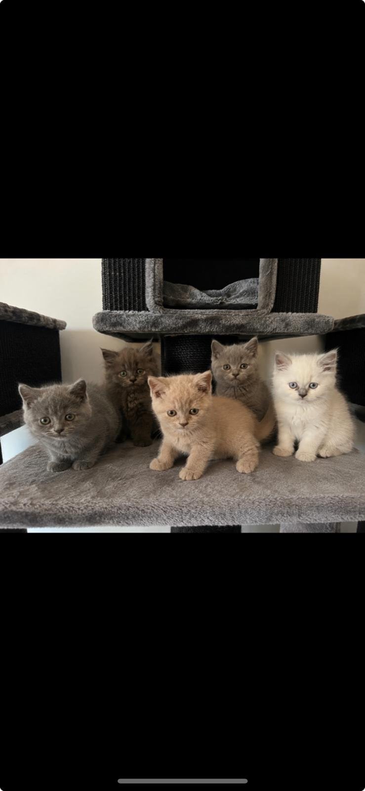 Britse korthaar en langhaar kittens mogen gelijk weg, Poes, Ontwormd