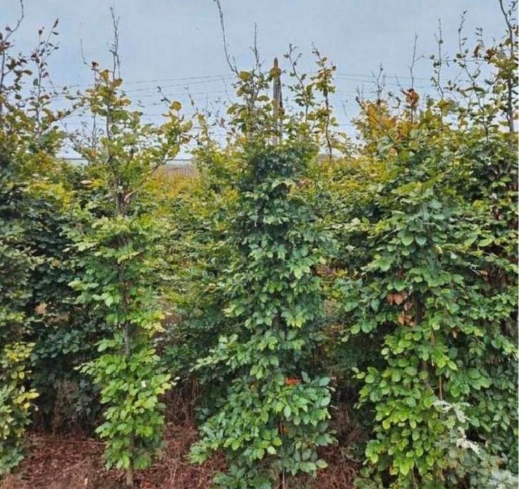 Beukenhaag boompjes 200cm, Tuin en Terras, Planten | Bomen, Bloeit niet, Halfschaduw, 100 tot 250 cm, Overige soorten