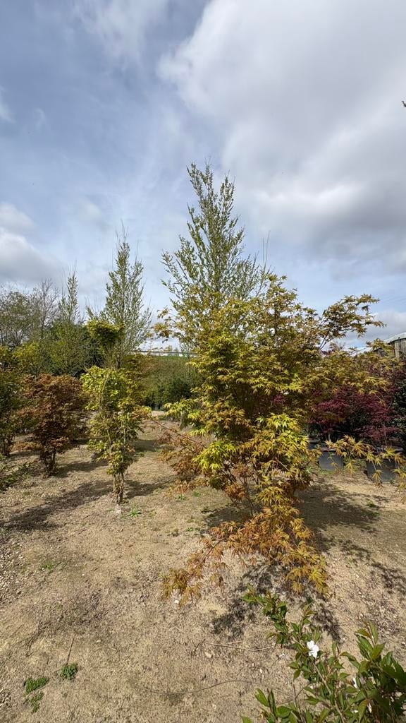 Meerstammige acer palmatum japanse esdoorns, Tuin en Terras, Planten | Bomen, Overige soorten, Minder dan 100 cm, Halfschaduw