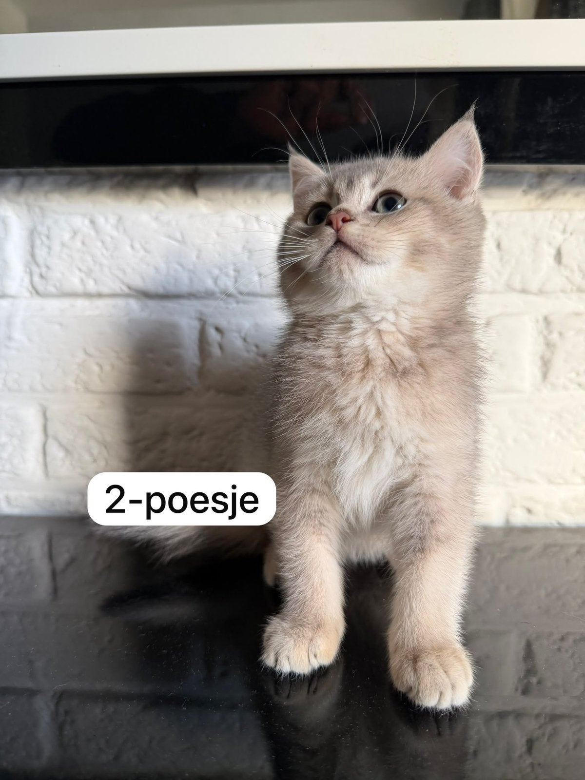 Schattige Britse Korthaar Kittens – 10 Weken, Meerdere dieren