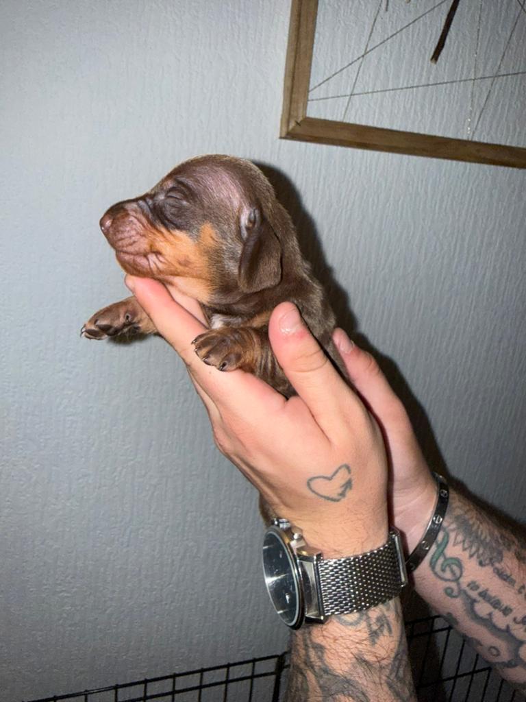 Dwerg teckel pups (nog 2 reutjes), België, Particulier, 8 tot 15 weken, Korthaar
