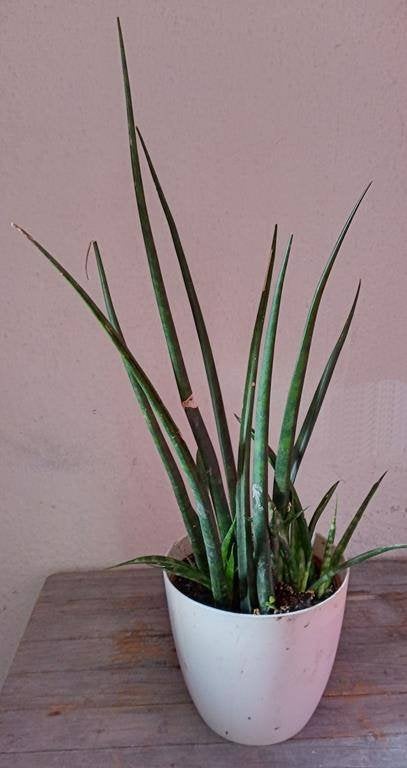 Sansevieria Fernwood Mikado, vrouwentong, Ophalen, Overige soorten, Halfschaduw, In pot