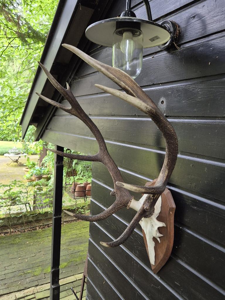 Edelhert Gewei op houten schild, Ophalen, Gebruikt, Hert, Gewei of Kop