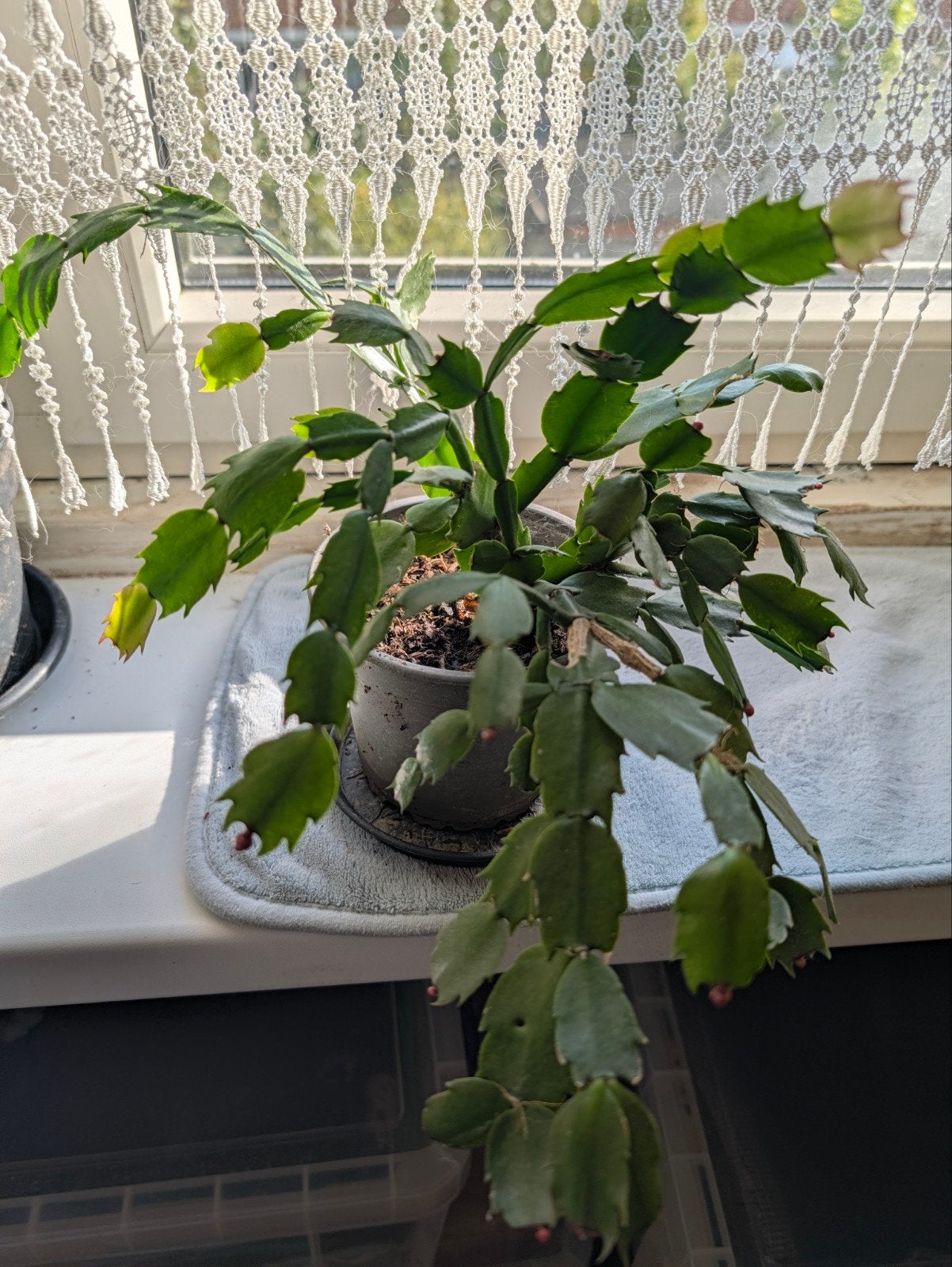 schlumbergera lidcactus, Huis en Inrichting, Ophalen, Vetplant, Halfschaduw, Minder dan 100 cm