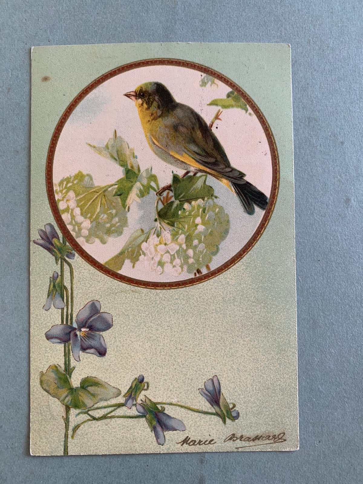 1905 Vogel, Ophalen of Verzenden, Voor 1920, Gelopen, Natuur