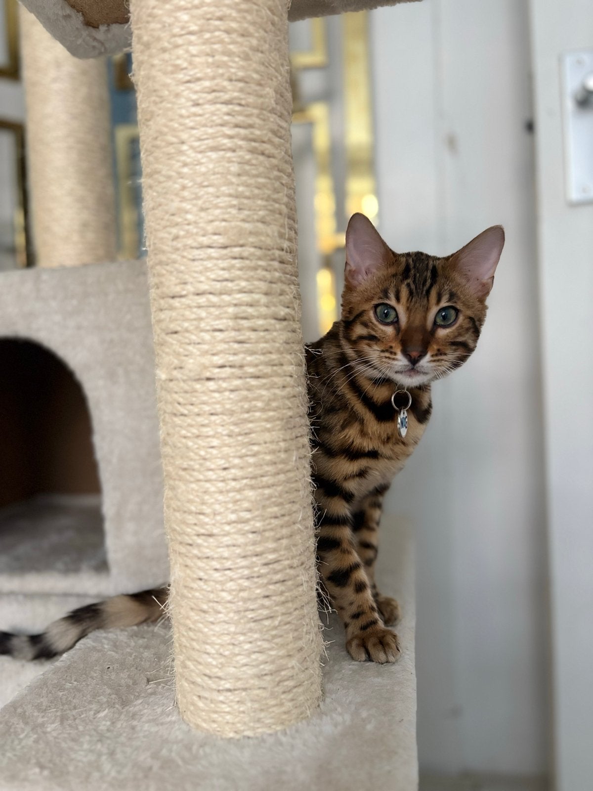2 Bengalen katertjes + luxe totaalpakket, samen geplaatst, Dieren en Toebehoren, Kater