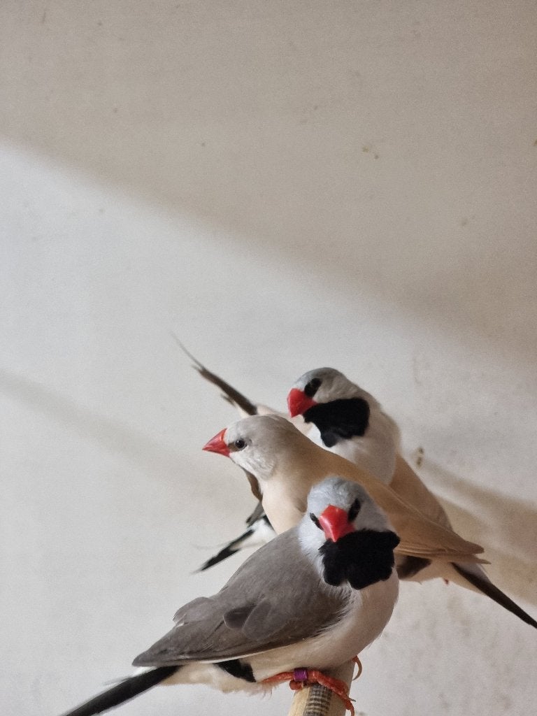 Spitsstaartamadine | Mooie vogels | Passend advies, Dieren en Toebehoren, Vogels | Overige Vogels, Meerdere dieren, Tropenvogel