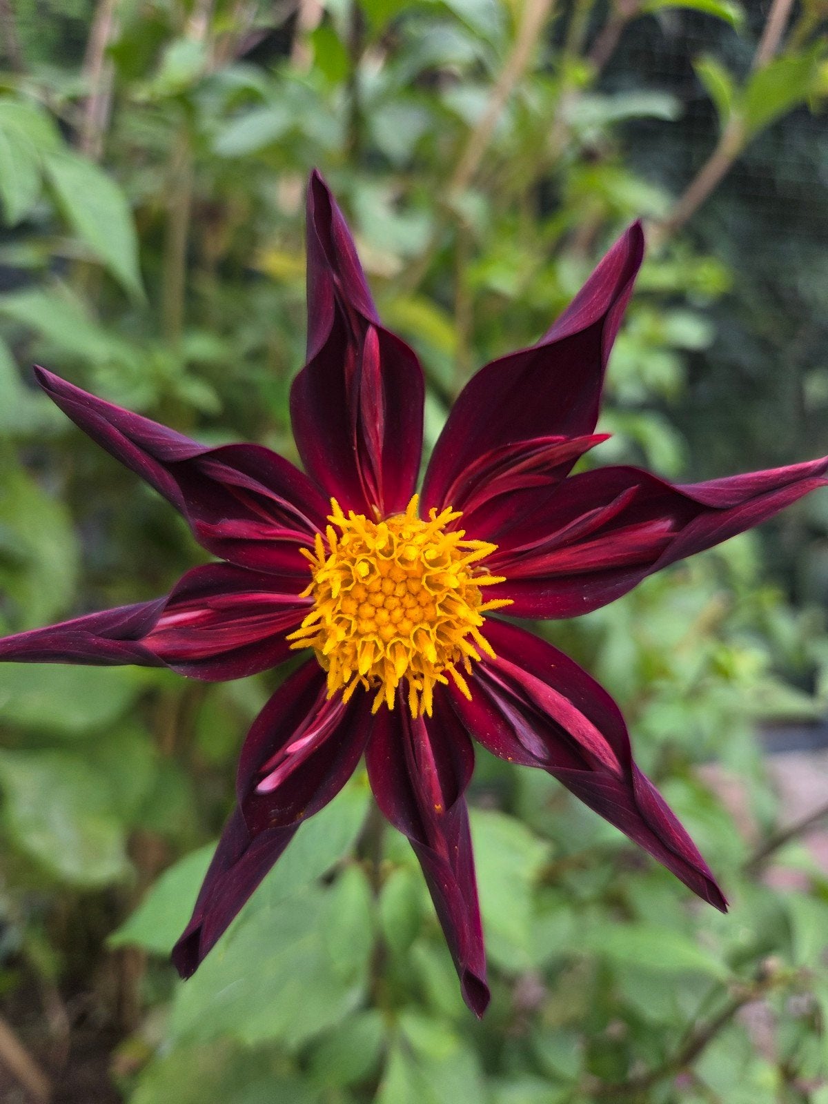Donkerrode Dahlia verrones obsidian, Tuin en Terras, Volle zon, Vaste plant, Zomer, Ophalen