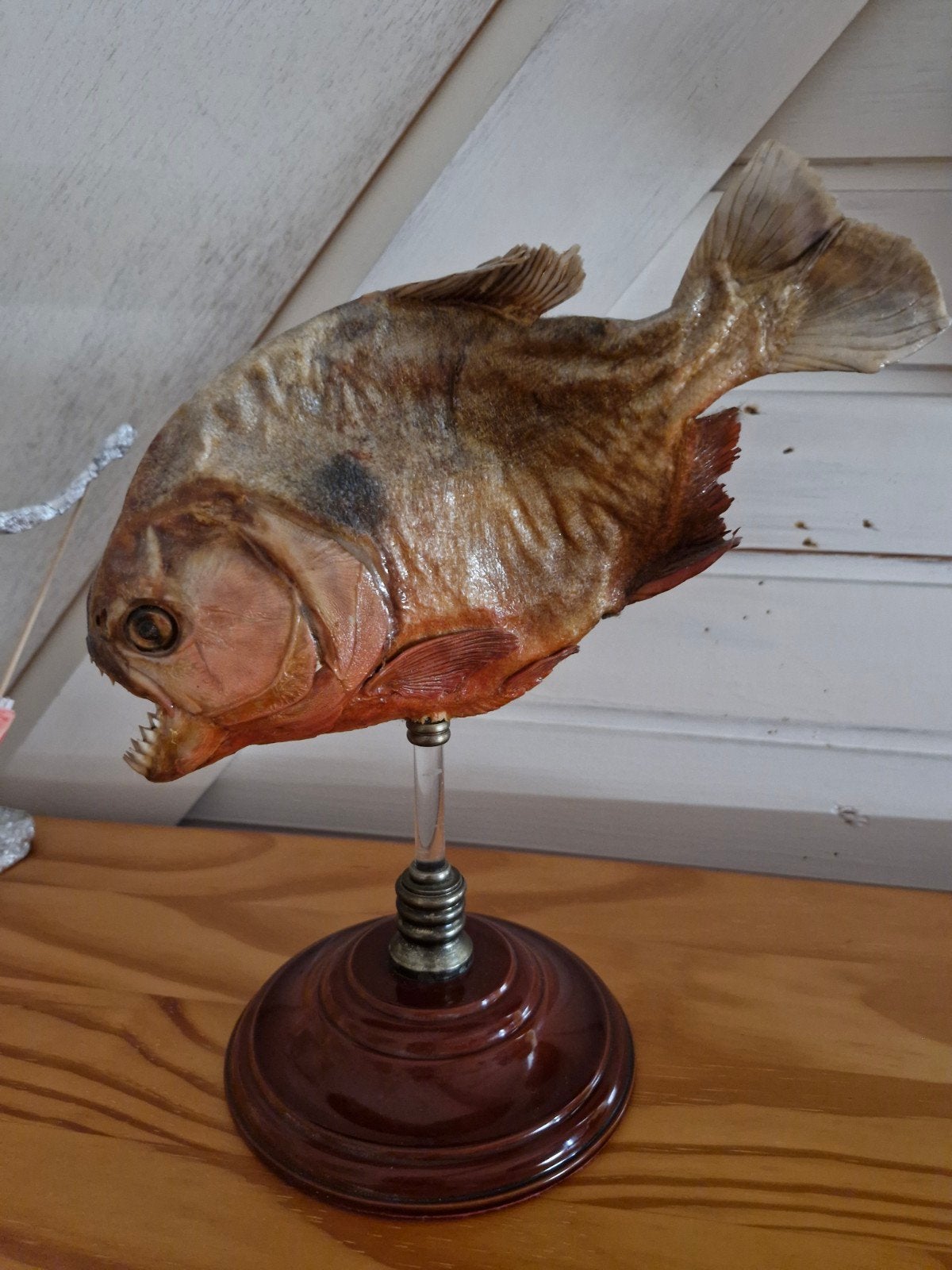 Opgezette Piranha op standaard - Uniek decoratiestuk, Verzamelen, Ophalen, Gebruikt