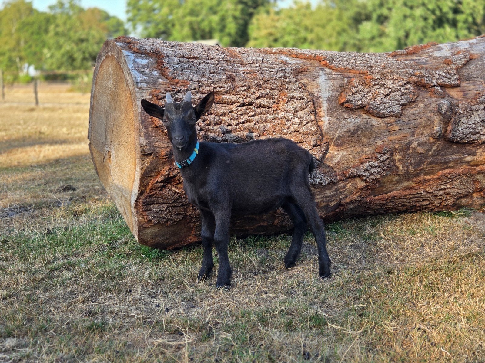 Leuk (gecastreerd) bokje van juni, Dieren en Toebehoren, Schapen, Geiten en Varkens, Mannelijk, Geit, 0 tot 2 jaar