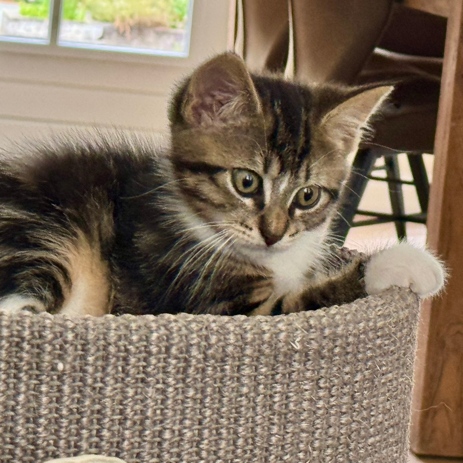 Lief katertje zoekt GOUDEN MANDJE (kruising Ragdoll), 0 tot 2 jaar