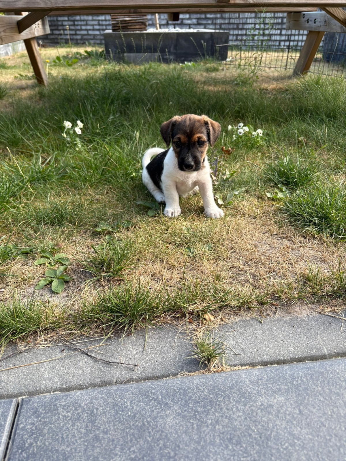 Knappe Jack russell reutje zoekt nog een goed huisje, Parvo, Jack Russell Terriër, 8 tot 15 weken, Meerdere dieren
