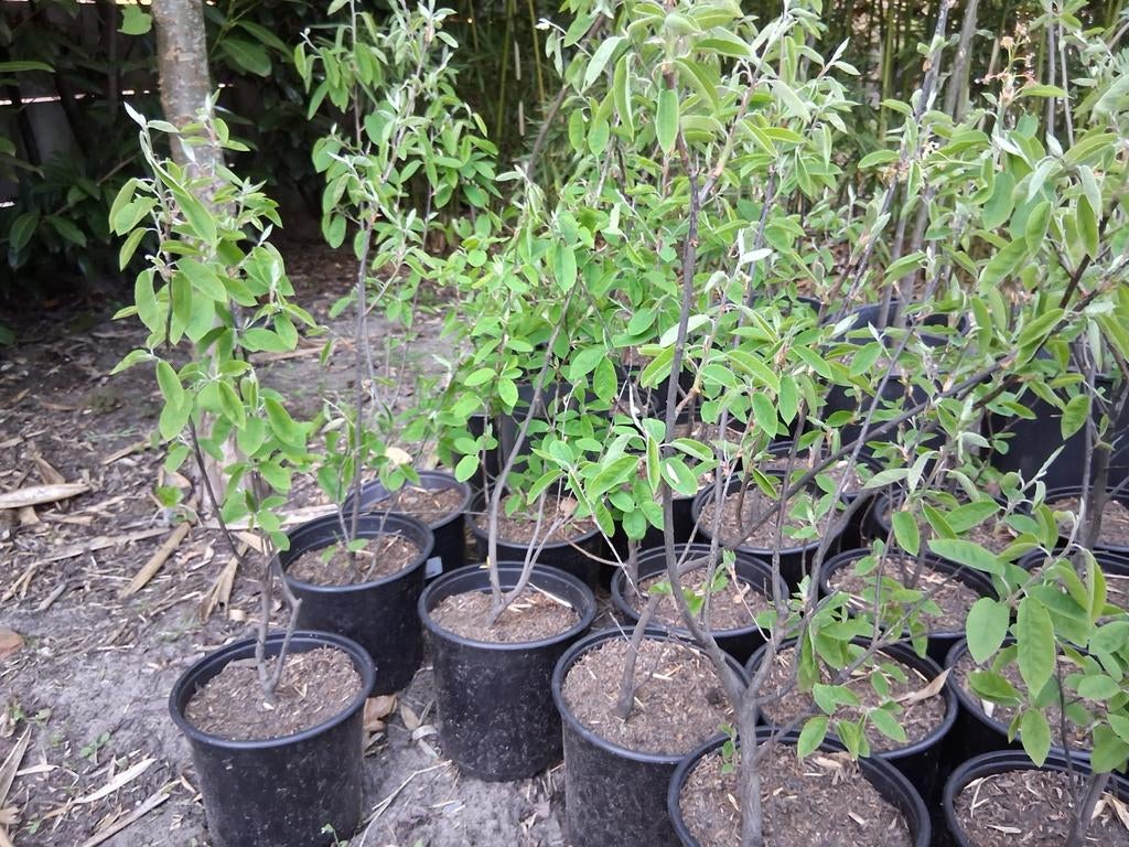 Amelanchier lamarckii krenten boompje, Ophalen, Overige soorten, Volle zon
