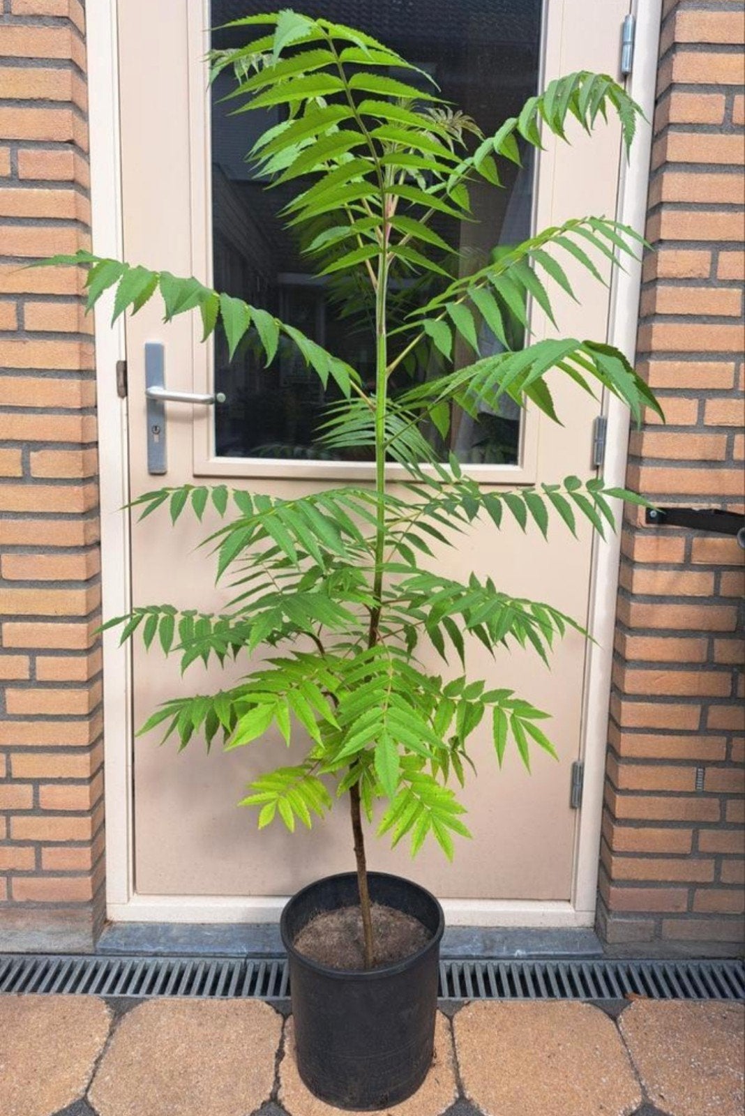 ❗FLUWEELBOOM RHUS TYPHINA BOOM STRUIK TUINPLANT VASTE PLANT, Ophalen, In pot, Volle zon