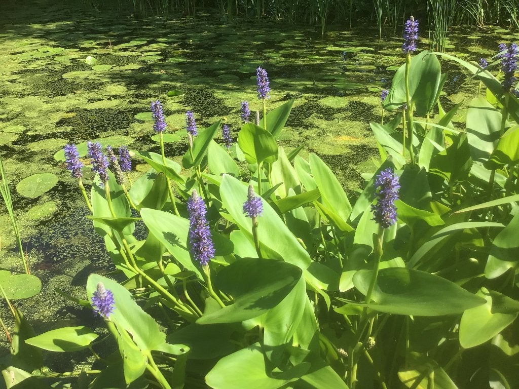 Paarse waterhyacint, Ophalen, Overige soorten, Volle zon