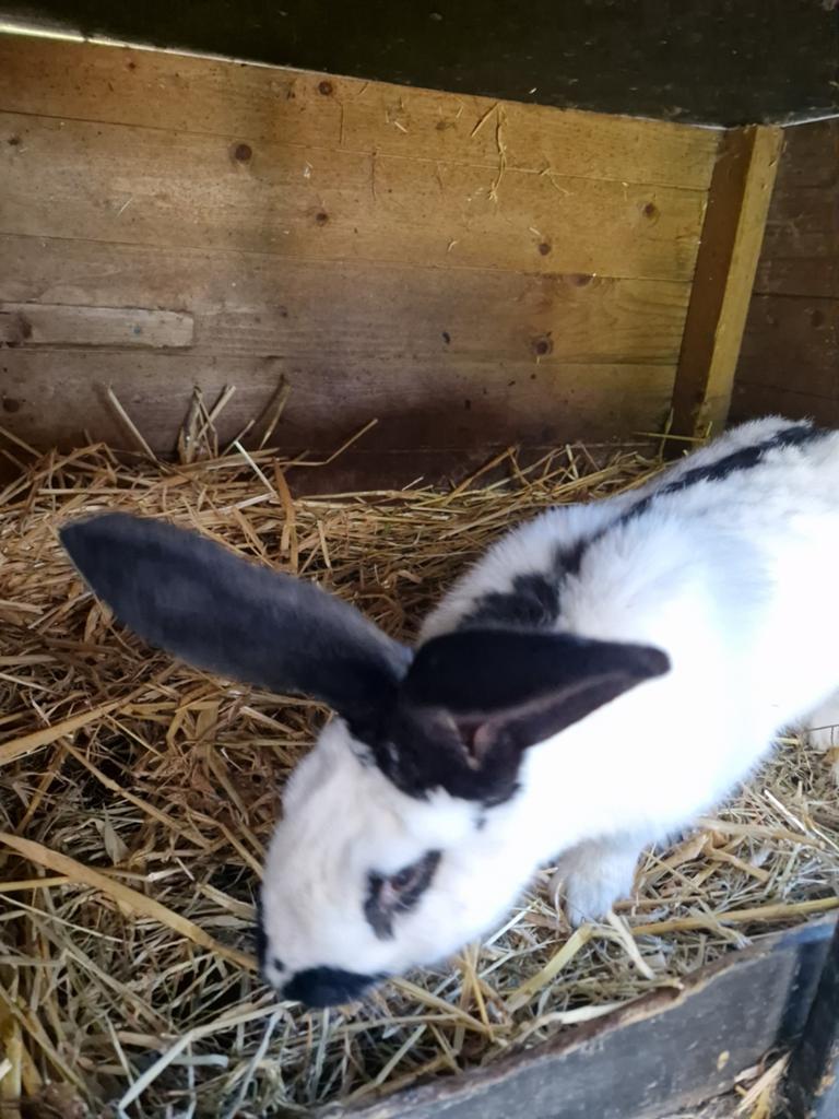 Lotharinger Ram, Dieren en Toebehoren, Konijnen, Mannelijk, Groot