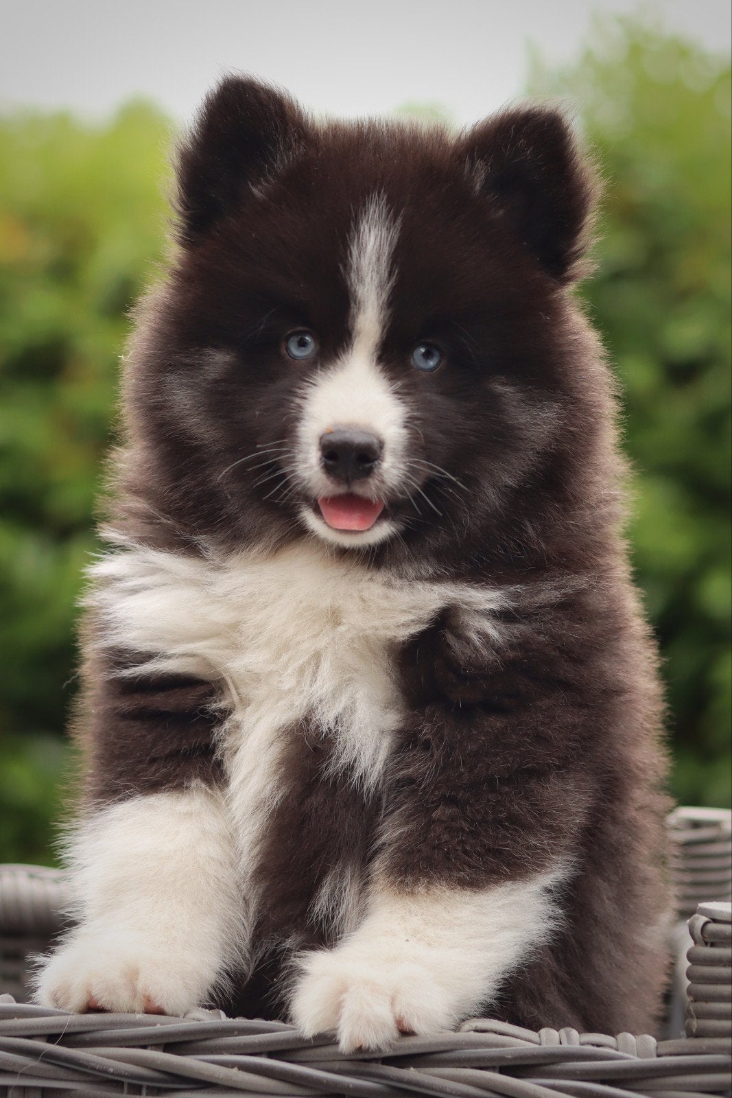 schitterende Pomsky pups met blauwe oogjes, 8 tot 15 weken, Meerdere, Meerdere dieren, Middel
