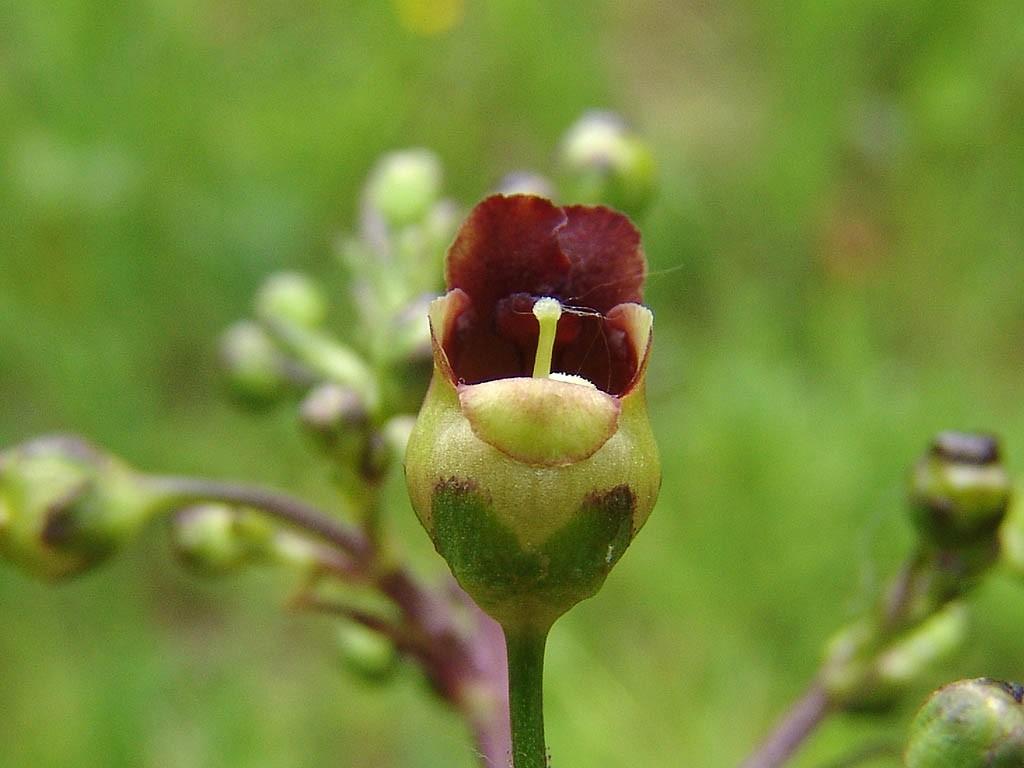 4 verschillende vaste planten overige kleuren & varen, Ophalen of Verzenden, Overige soorten, Halfschaduw