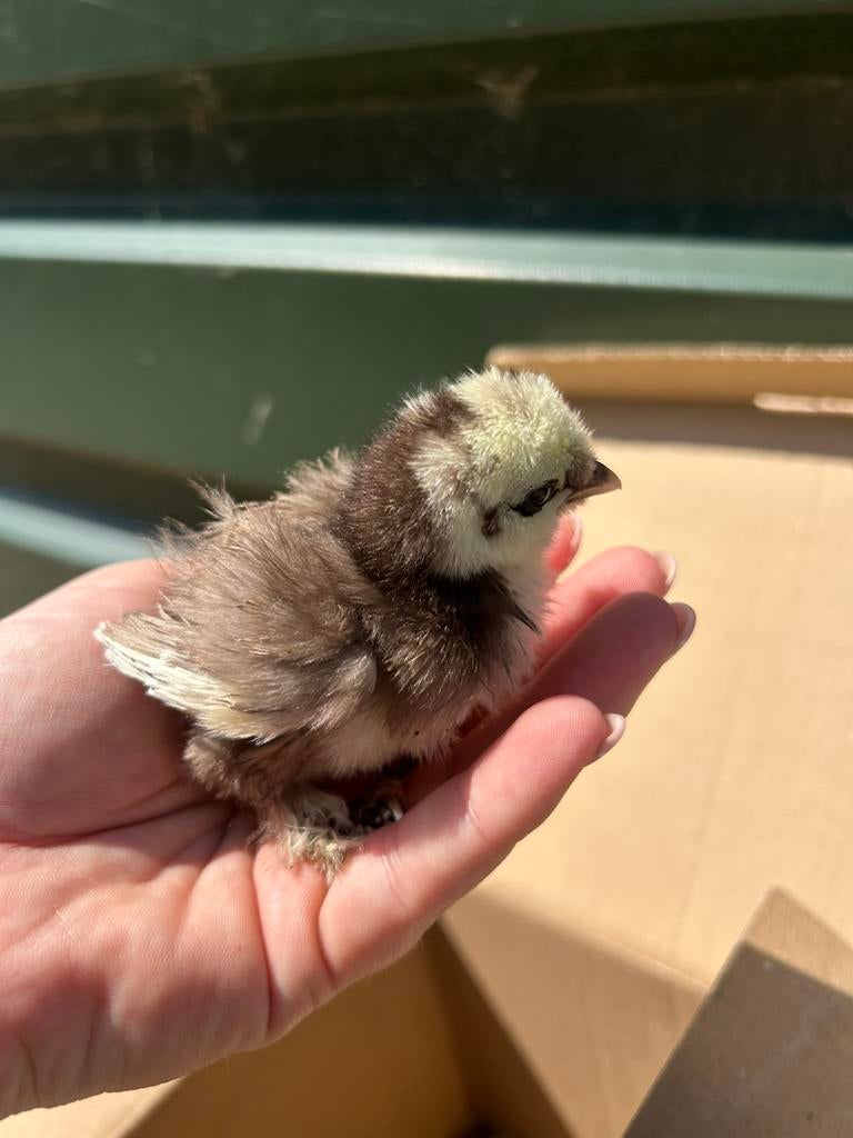 USA Zijdehoen hen kuikens, Dieren en Toebehoren, Pluimvee, Vrouwelijk, Kip