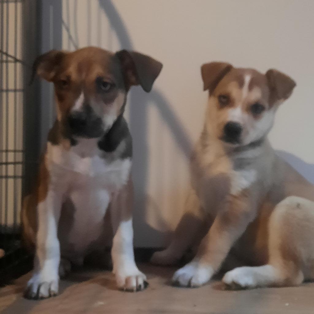 Amerikaanse stafford MIX pups reutjes! MogenMee!, Dieren en Toebehoren, Parvo, Reu, 8 tot 15 weken, American Staffordshire Terriër