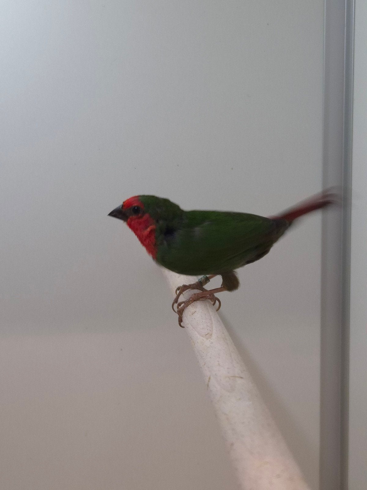 1-3 Roodkop papagaai amadines, Meerdere dieren, Tropenvogel, Geringd