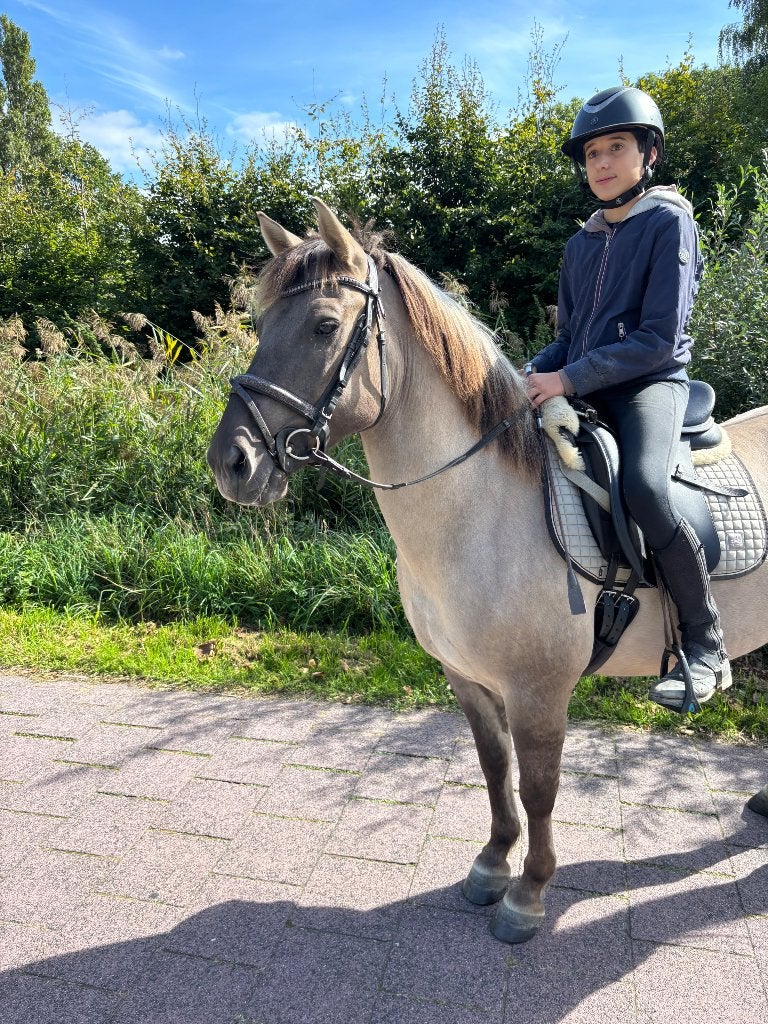 Knappe Konik pony te koop, Dieren en Toebehoren, Ruin, C pony (1.27m tot 1.37m), 7 tot 10 jaar, Recreatiepony