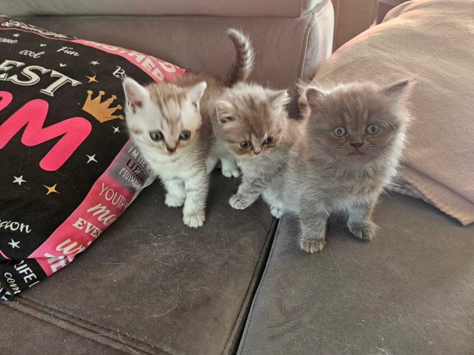 Kitten Britse korthaar, langhaar, Dieren en Toebehoren, Katten en Kittens | Raskatten | Langhaar, Poes