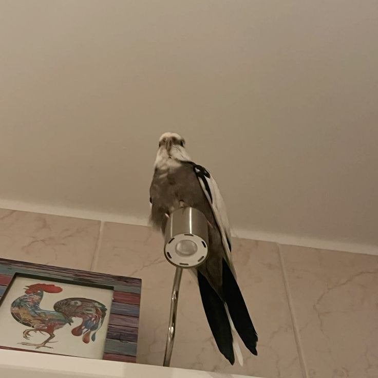 Vermist!!! Valkparkiet!, Dieren en Toebehoren, Vogel