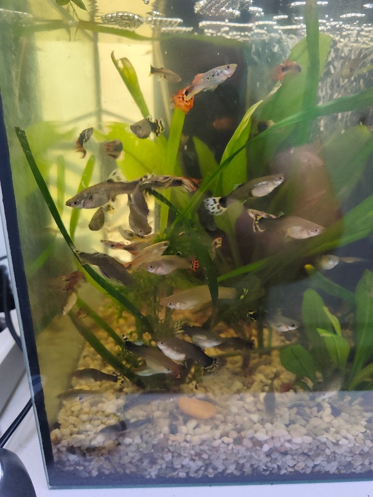 Guppy fish for free or exchange for other inhabitants, Dieren en Toebehoren, Vissen | Aquariumvissen, Vis, Schoolvis