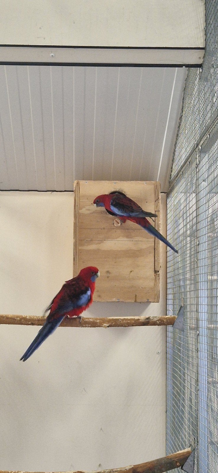 koppel pennant rosella, Dieren en Toebehoren, Vogels | Parkieten en Papegaaien, Meerdere dieren, Parkiet